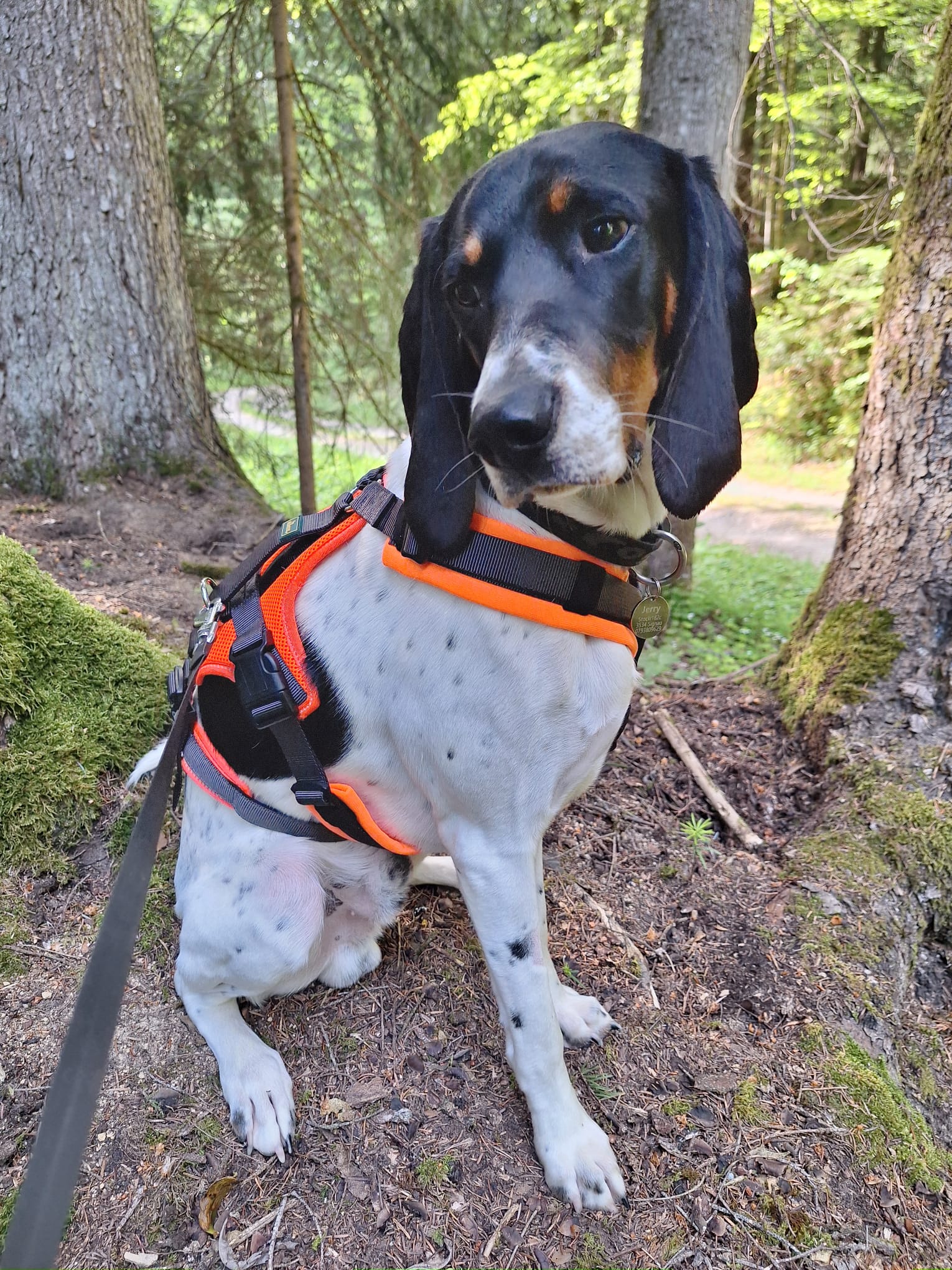Unser treuer Begleiter auf vier Pfoten. Als echter Jagdhund bringt der Berner Laufhund jede Menge Energie und Lebensfreude ins Team. Jerry unterstützt uns als offizieller Wohlfühl-Beauftragter und erinnert uns täglich daran, die Natur mit allen Sinnen zu erleben